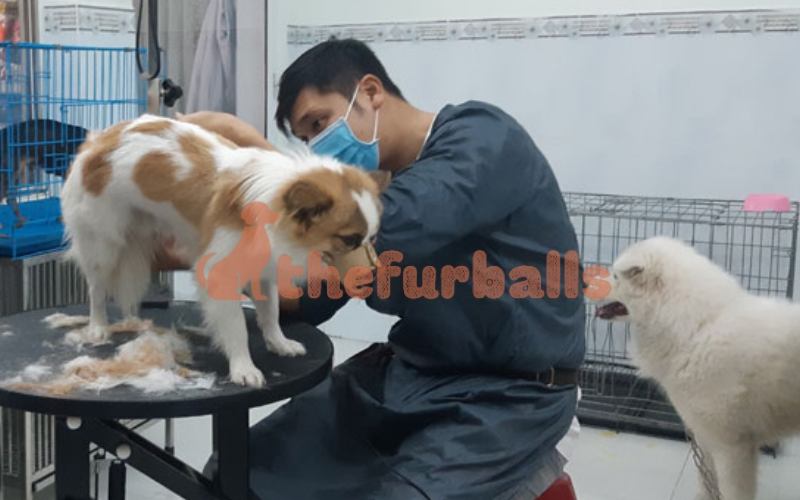 CHĂM SÓC THÚ CƯNG TẠI THEFURBALLS (1)