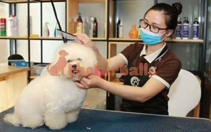 CHĂM SÓC THÚ CƯNG TẠI THEFURBALLS (2)